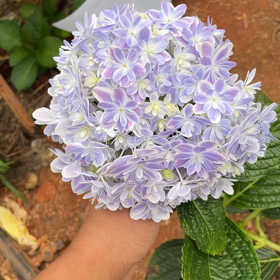 绣球切花一物一拍3枝起包邮，歪头加购116