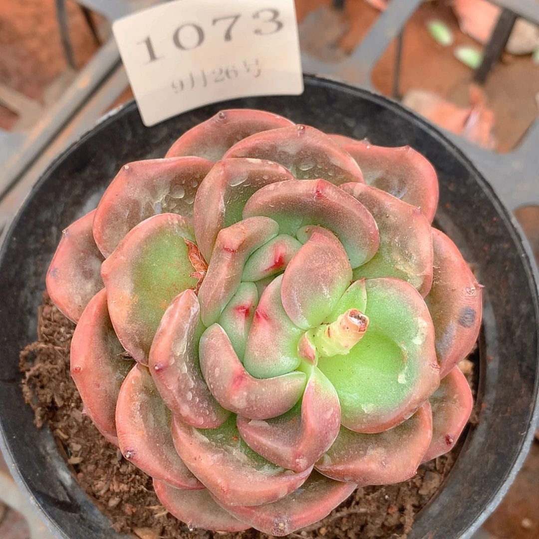 【闪购商品】云1073号