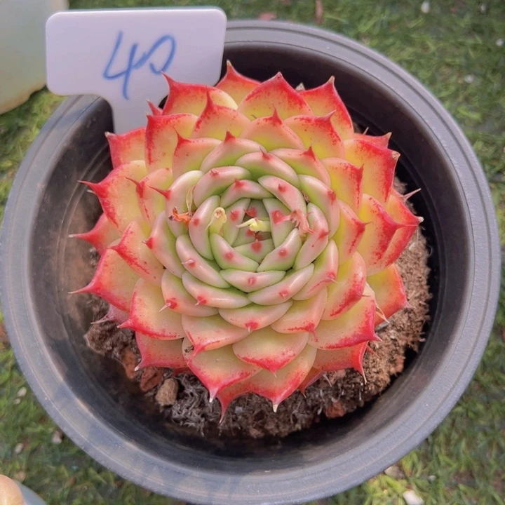 健健康康平平安安