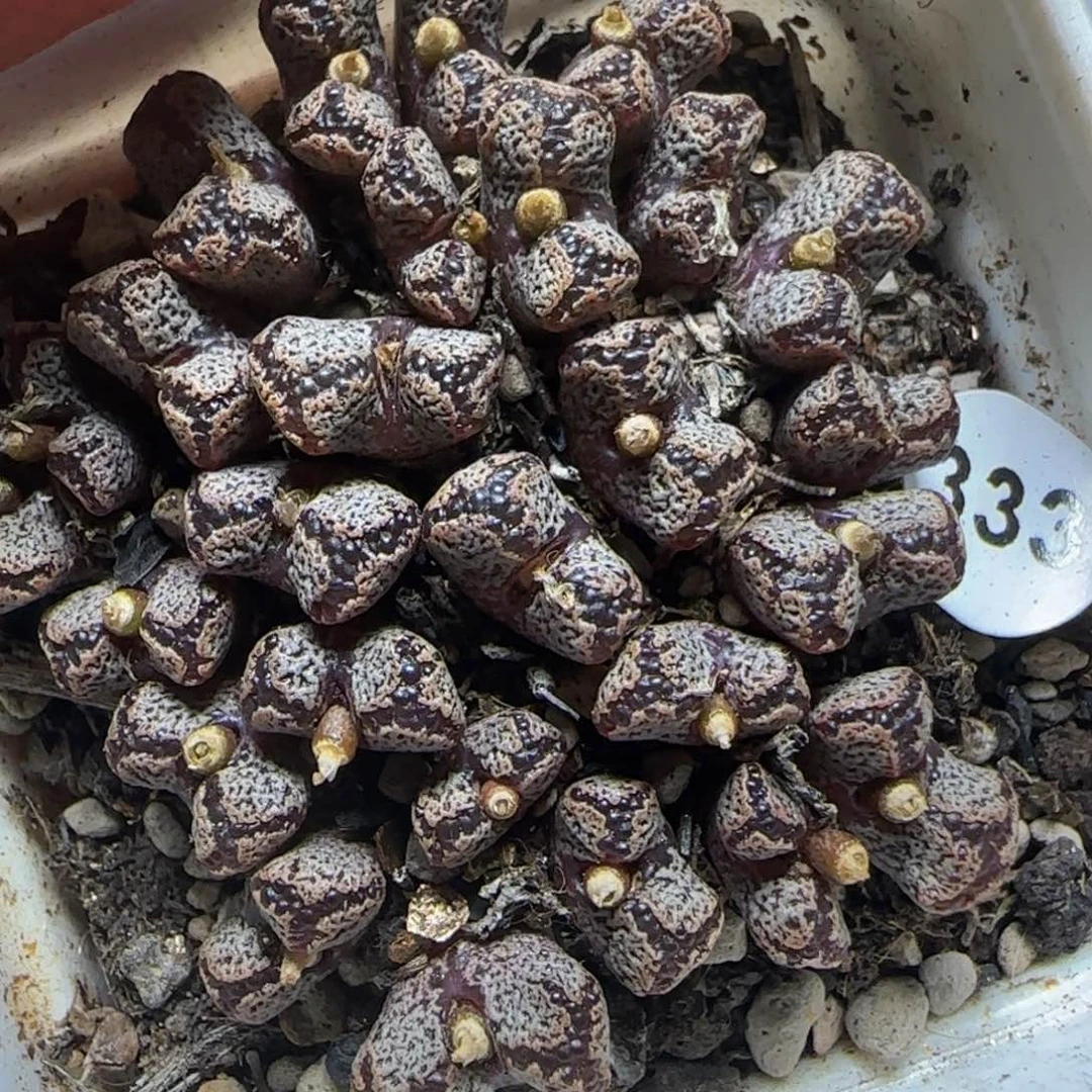 27头漂亮多肉植物333