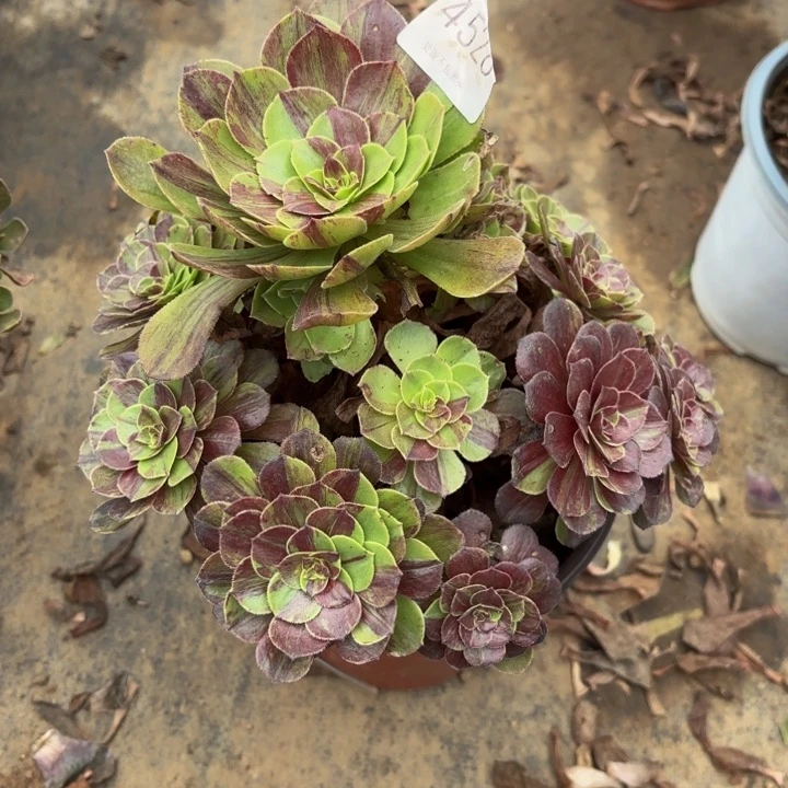 花月夜多肉处理不包断头4528