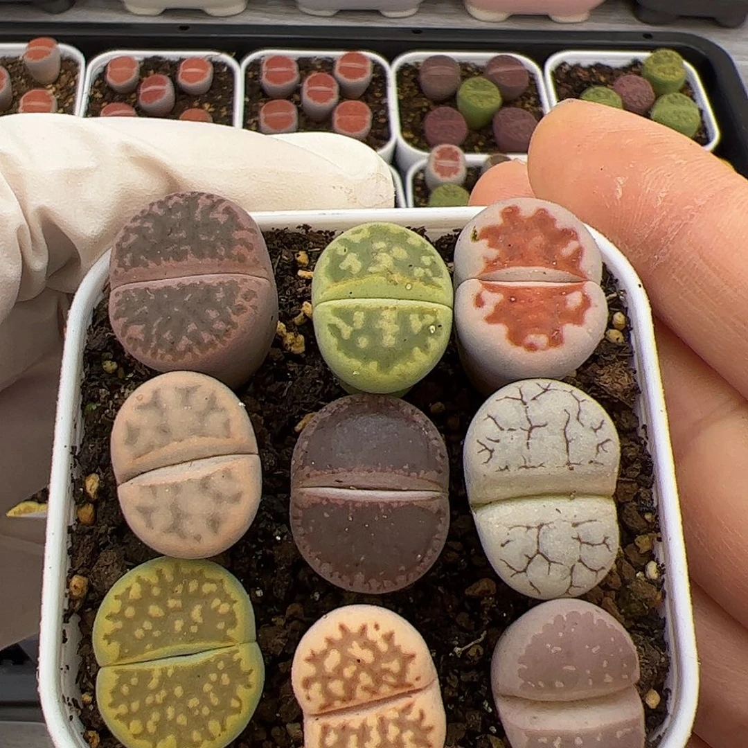 生石花多肉彩拼9棵