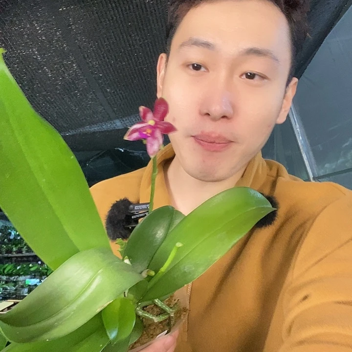 无花朵红鹿角带花剑