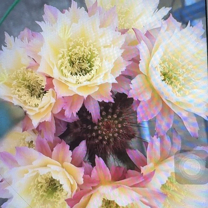 ts126 侧芽高8公分左右毛花柱（20包邮）