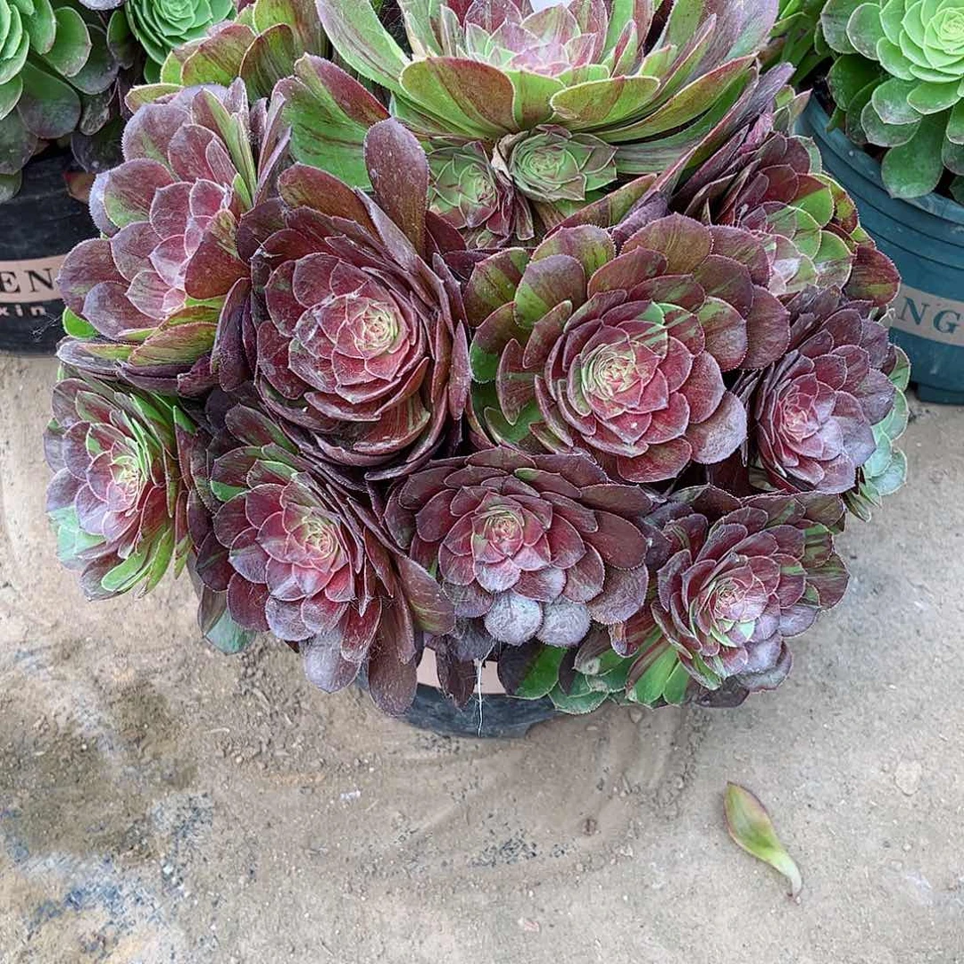 多肉植物花月夜681