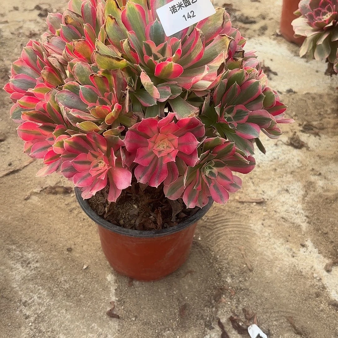 七彩石多肉植物手捧142