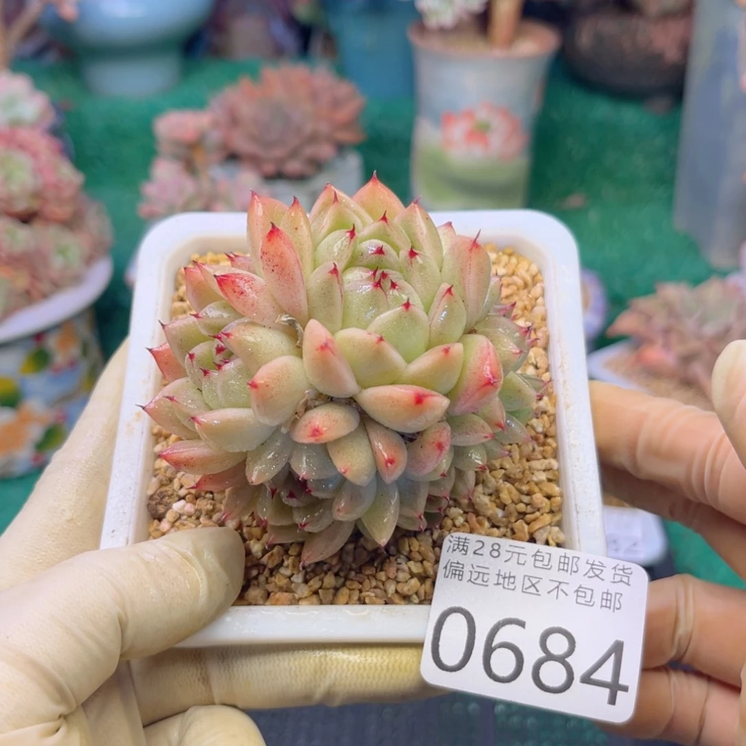 大0684:？d b c b vb b n n
