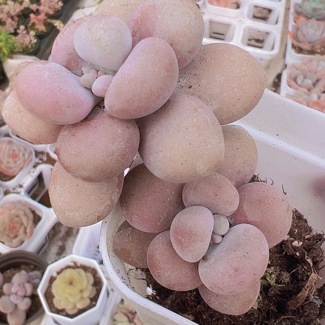 老桩桃蛋19包邮多肉