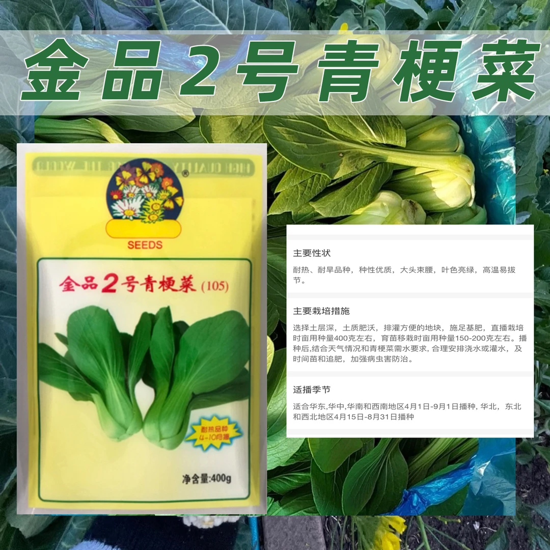 金品2号青梗菜种子夏季可播耐热耐旱高温易拔节叶色亮丽青菜种子