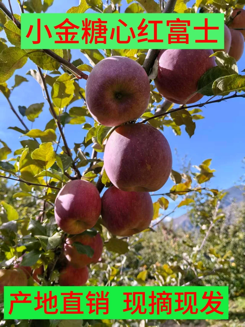 四川阿坝州小金糖心红富士