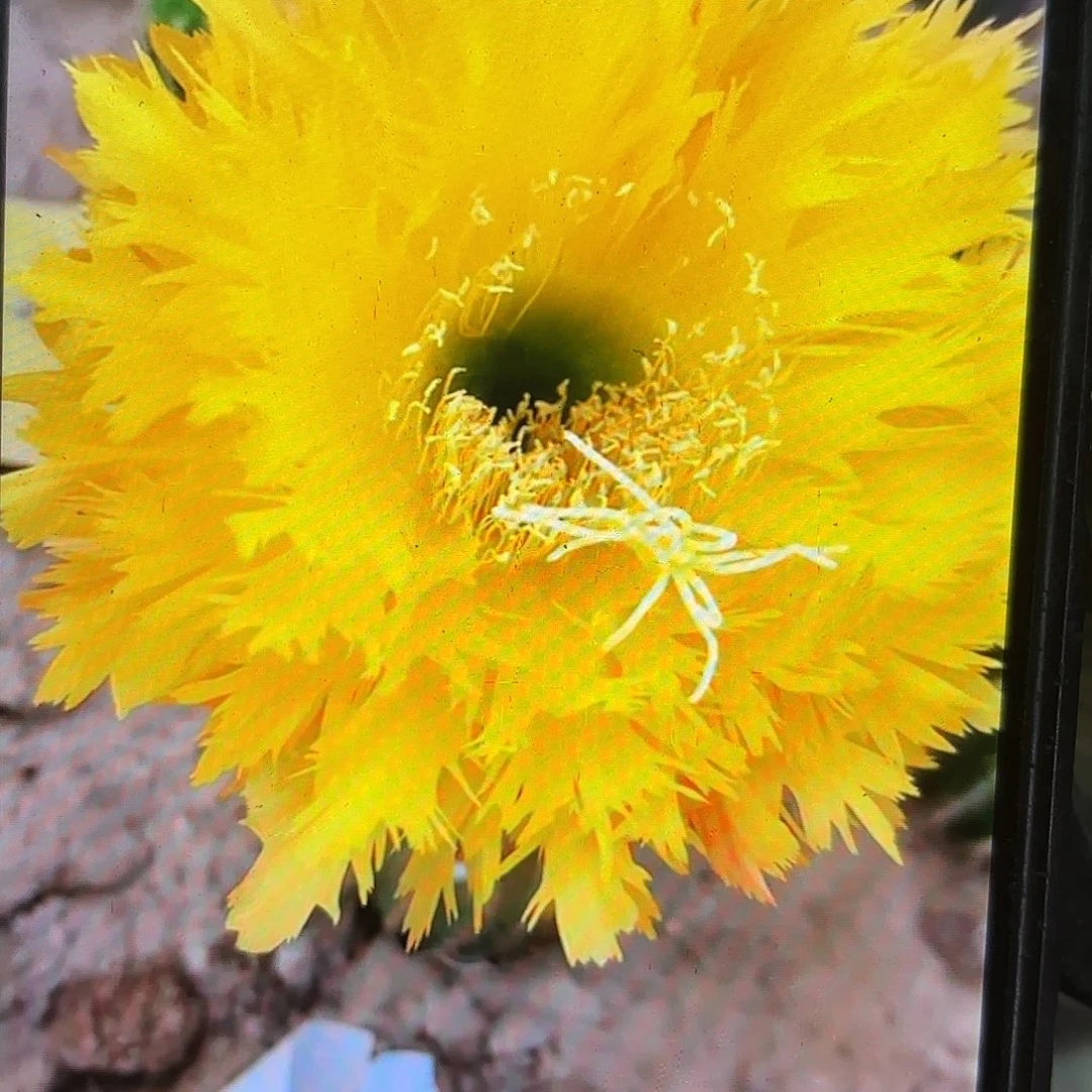 黄据齿毛侧牙20包邮仙人球27