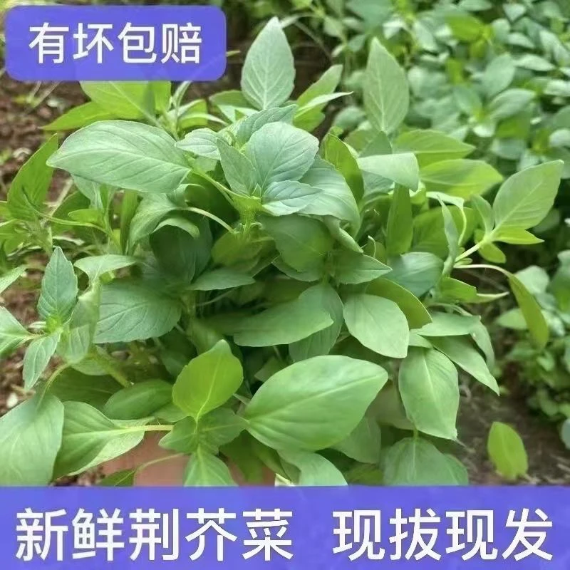 新鲜荆芥新鲜整颗带根大叶荆芥河南农家自种蔬菜荆芥菜新鲜荆芥菜