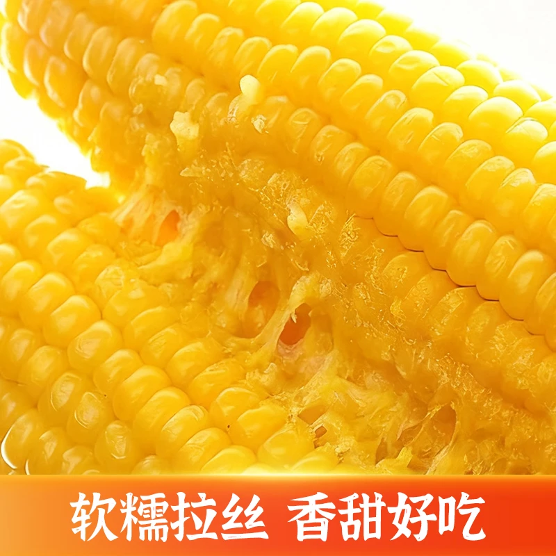 【25年头茬】(试吃2支)东北黄糯玉米8支(5斤)微甜香糯真空包装