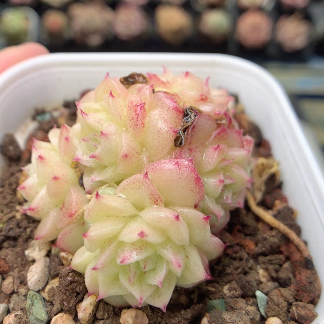 ，柿子多肉20包邮两天凑单