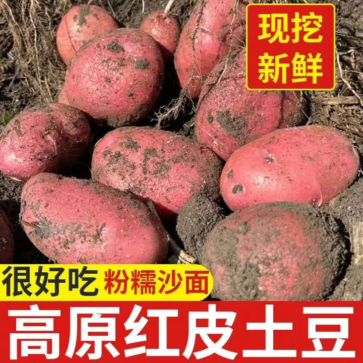 【现挖现发】高山露天种植正宗红皮土豆马铃薯红皮黄心粉糯香面土豆
