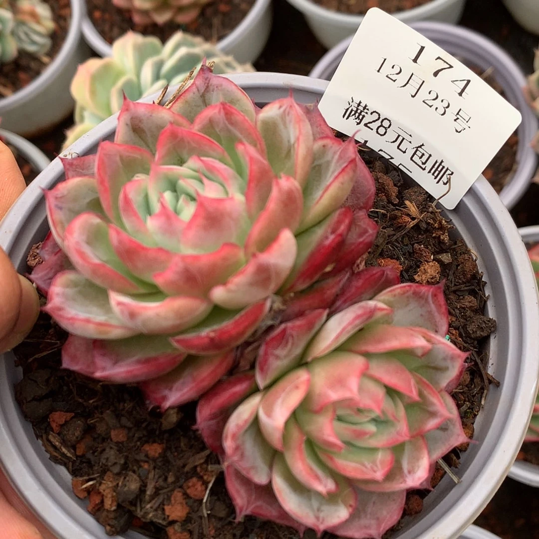 【闪购商品】云174