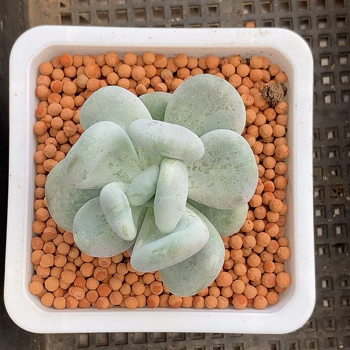 思***。贝壳锦多肉植物多肉