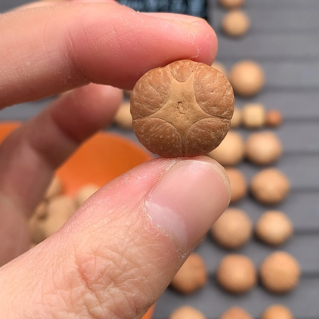 吊坠凤眼菩提19+五星，非质量问题开孔不退