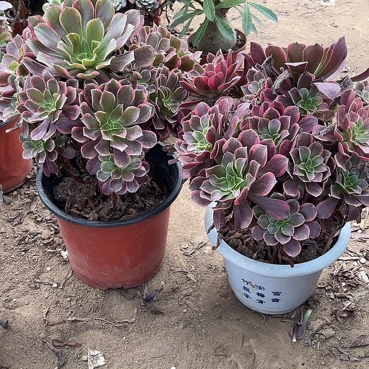 2棵玫瑰玫瑰玫瑰玫瑰