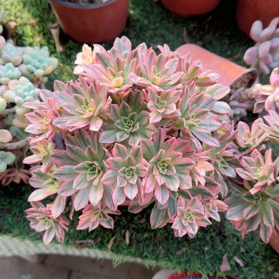 无花朵甜茶中号手捧