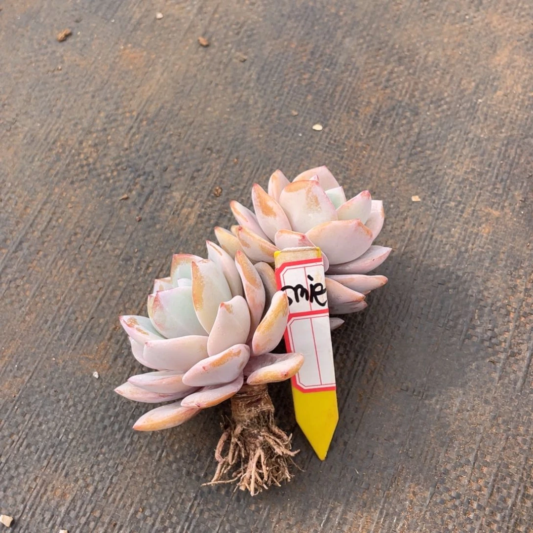 s****c姐姐说要不就是个好习惯