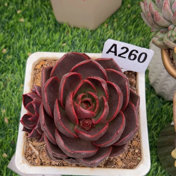 凌****A260红灯多肉植物18.8