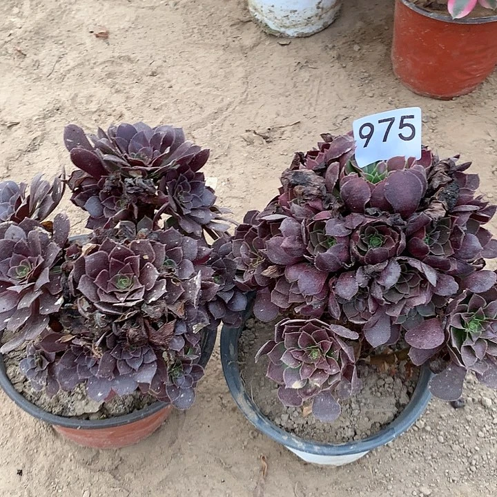 无花朵975两颗荷兰中