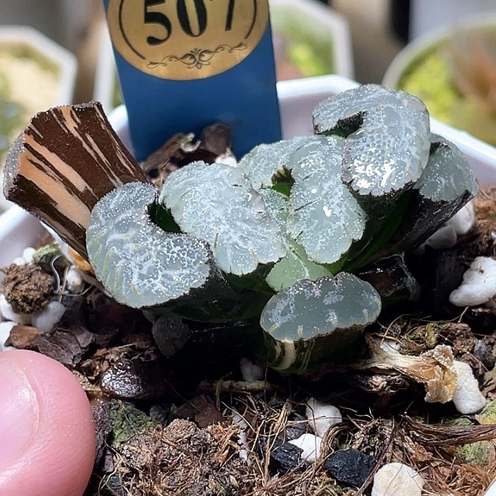 501虞姬玉扇锦特选福利