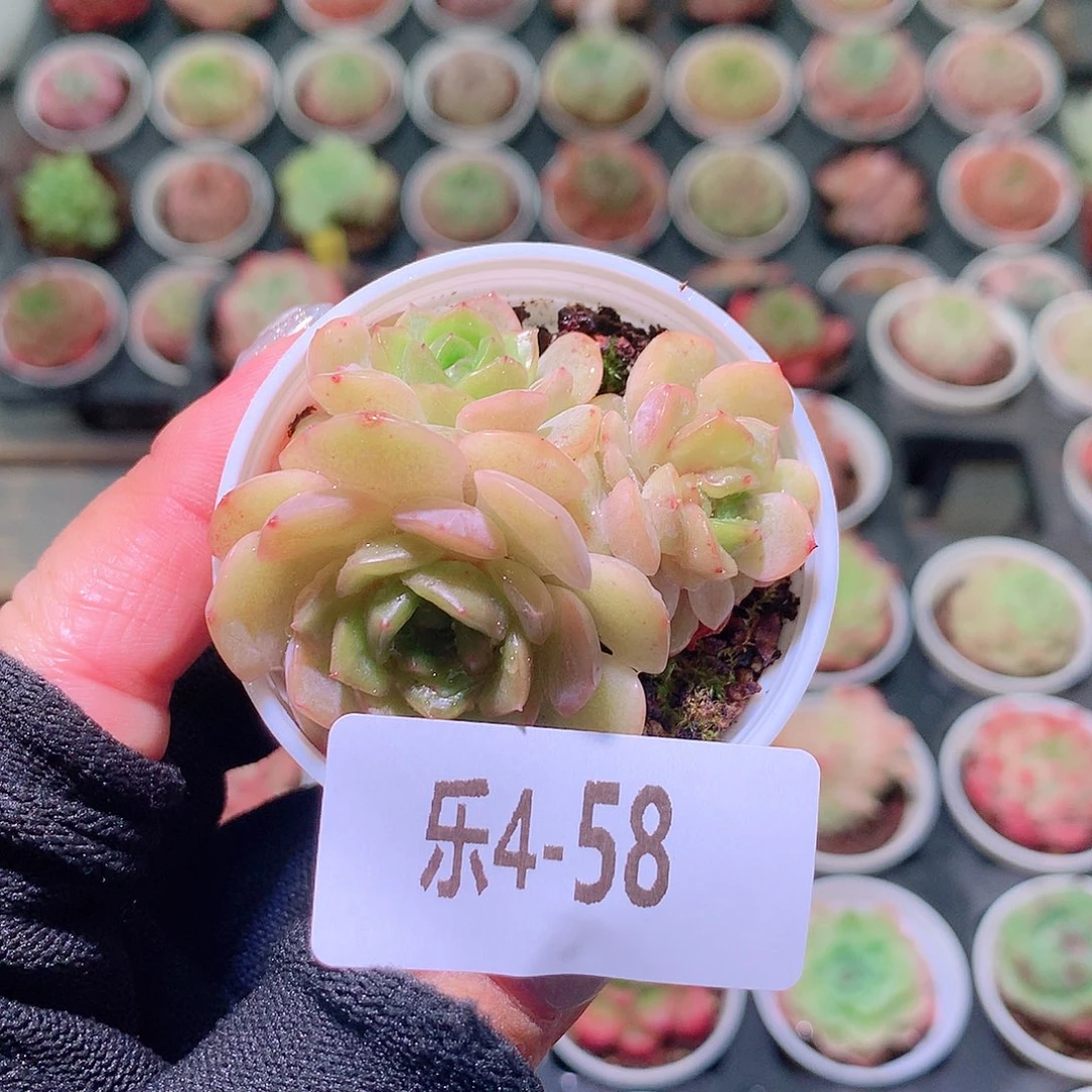 乐然4-58 熔金群