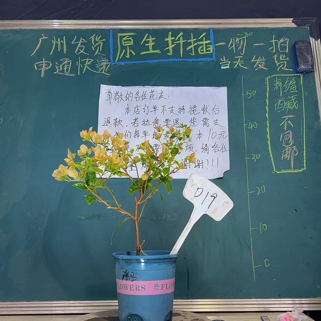 当前无花栽培后可以开花 暗斑马斯  019