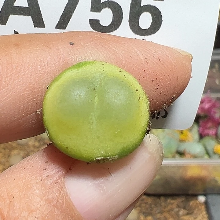756号拉登1.5厘米多肉植物
