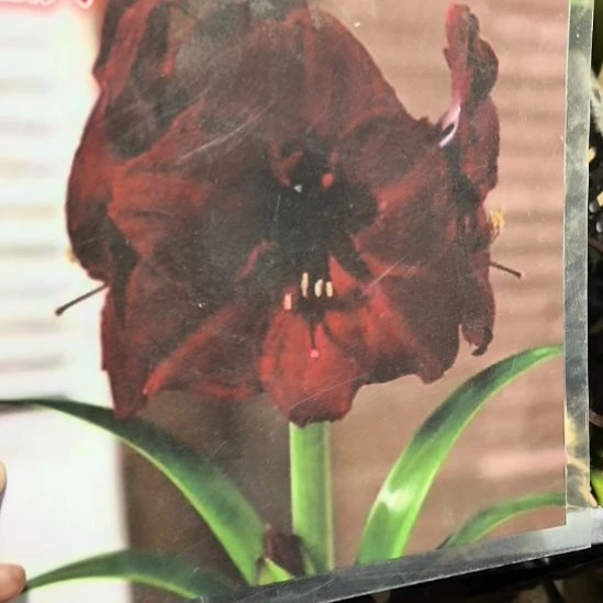 当前无花栽培后可以开花迪沃5厘米裸根球