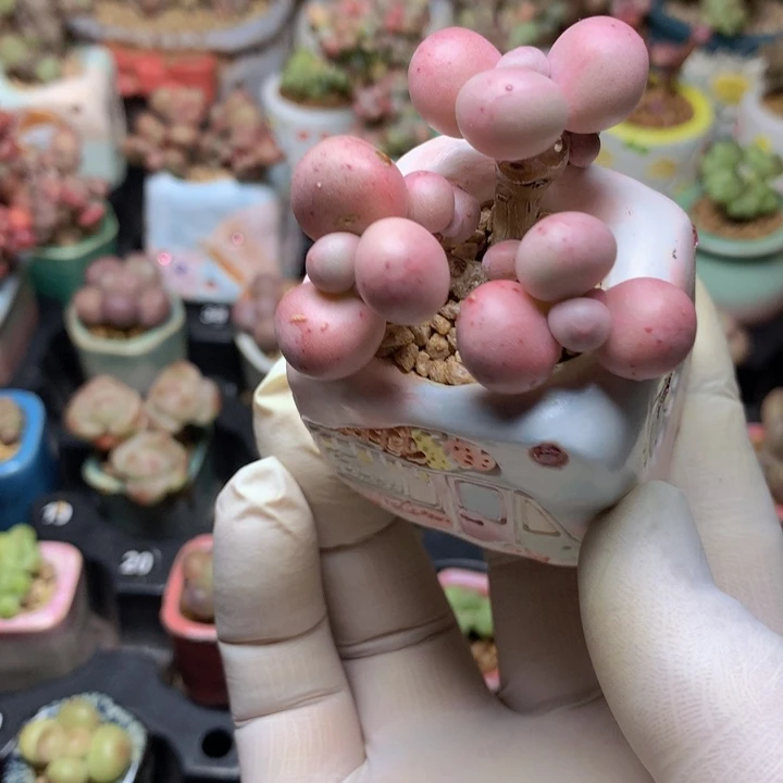 韩国正版库福奶酪老桩多头带盆