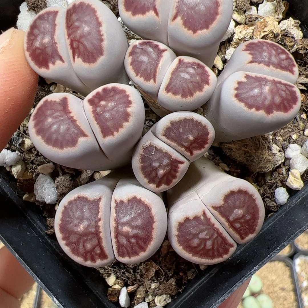 【闪购商品】124 多头