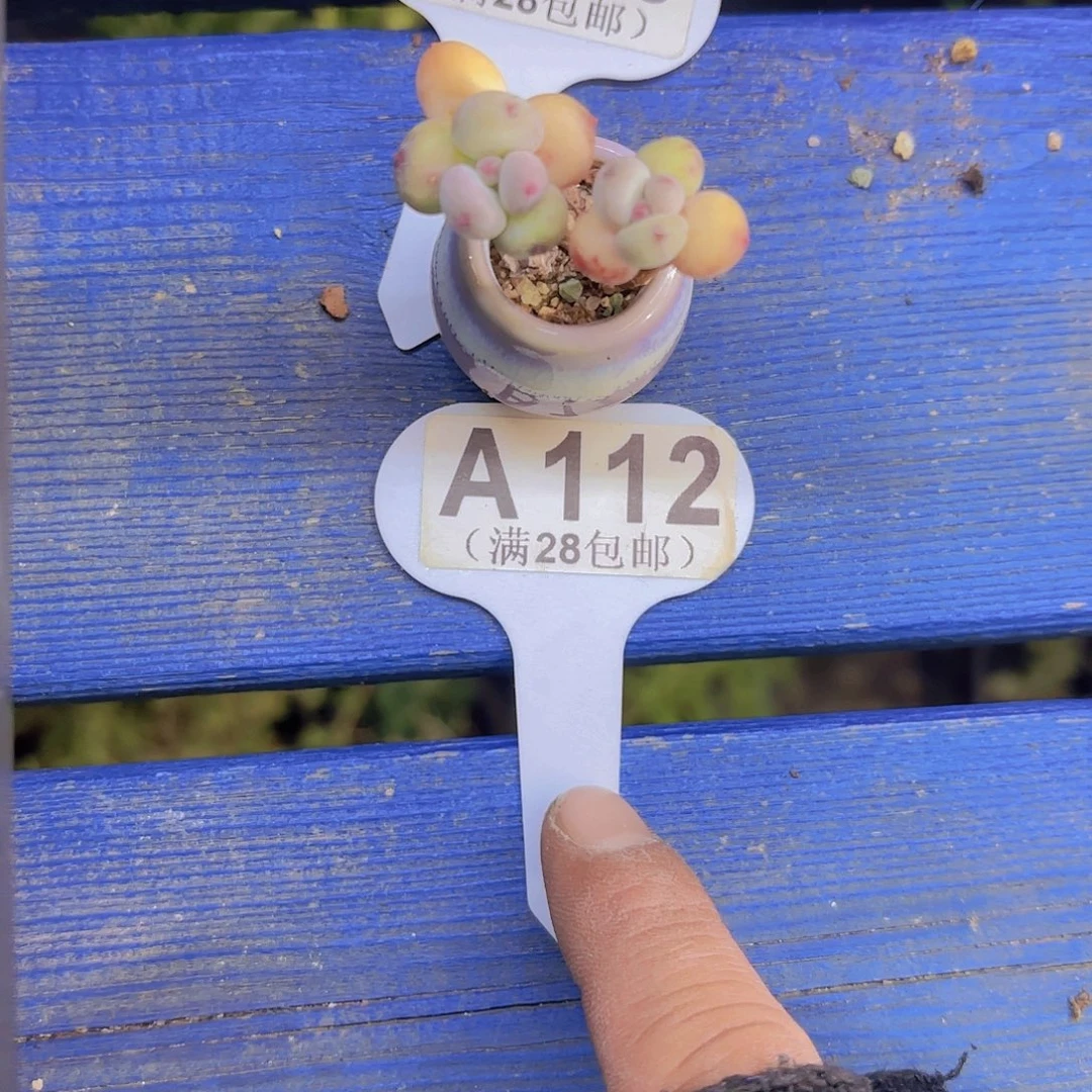 A112萤火虫奶酪一物一拍