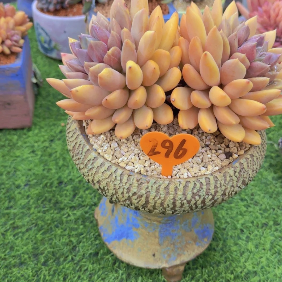 桃**福296多肉植物一物一拍