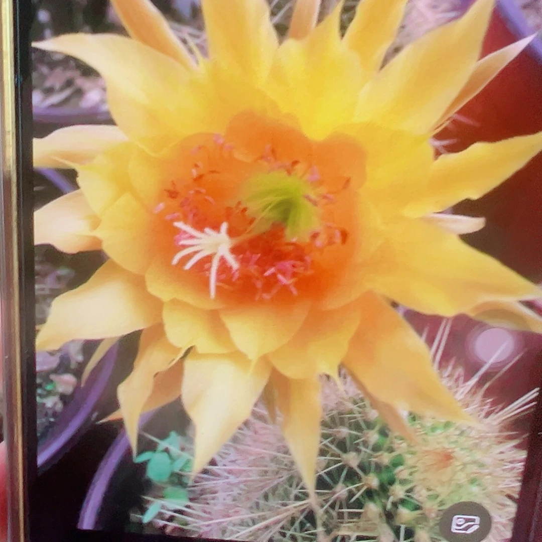 金妞 凝胶 侧芽 满20包邮