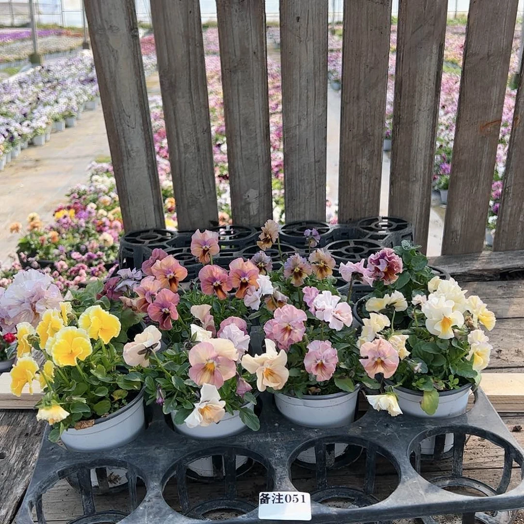 【闪购商品】051号