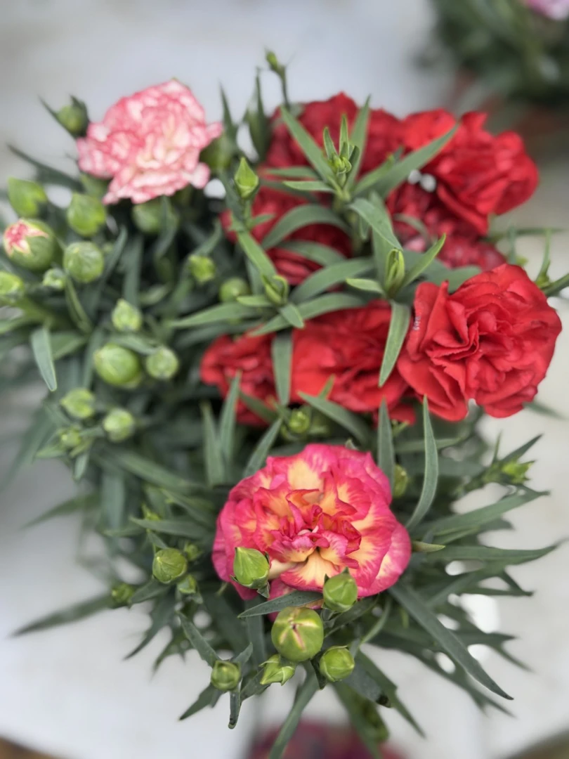 新品康乃馨-三色康乃馨【带花带苞】绿植花卉易活