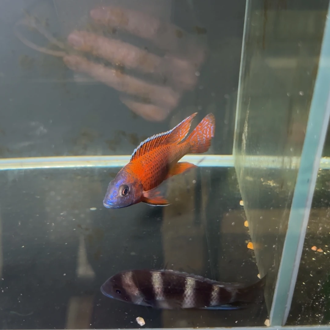 海水鱼152-超级红，126蓝黎明177-红脖