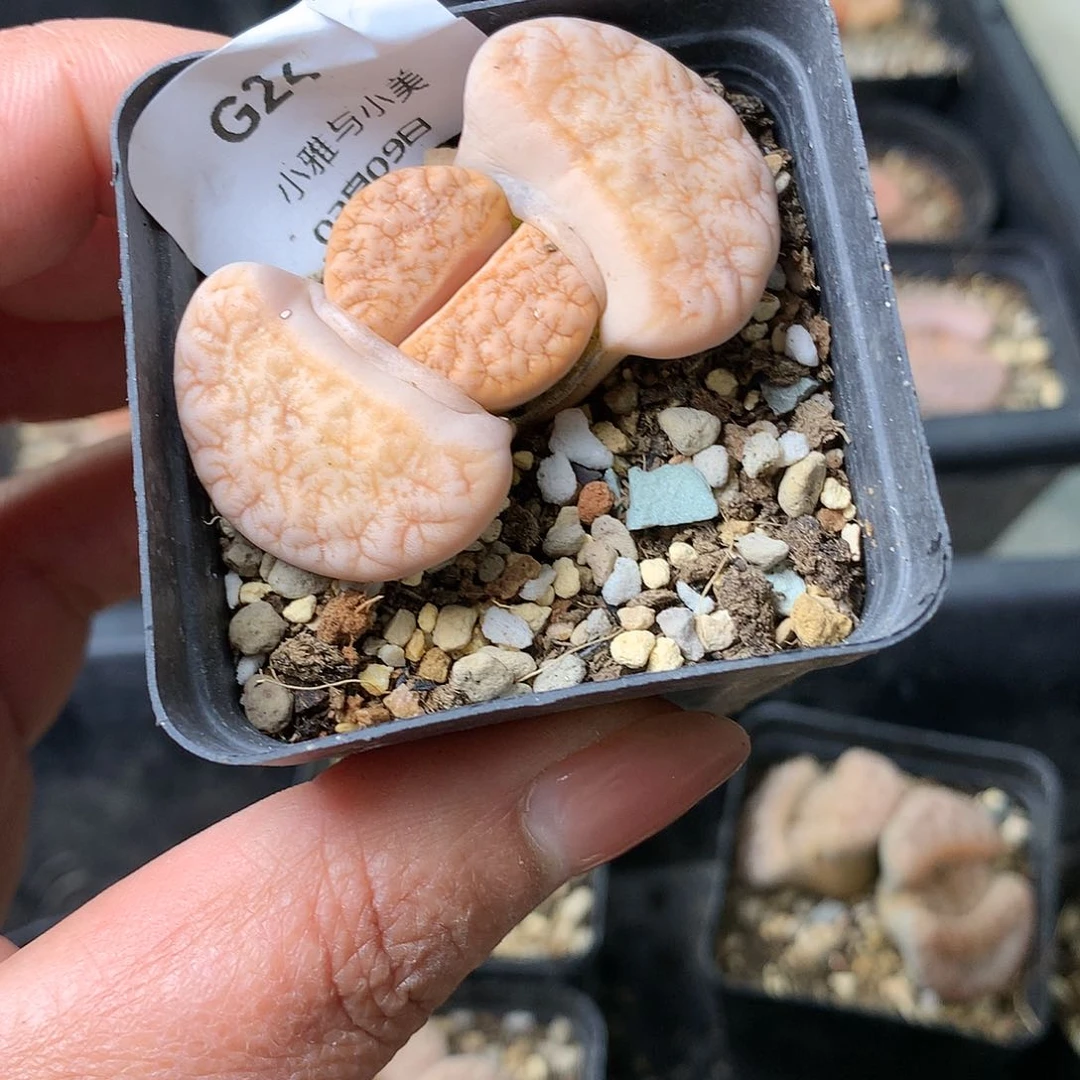 G24多肉植物保护