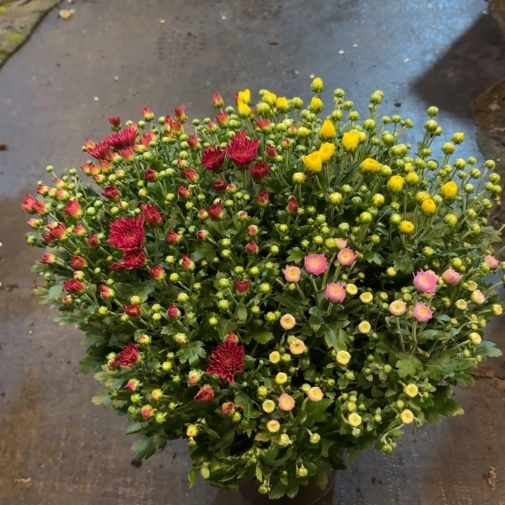 彩色球菊盆栽带花苞发货