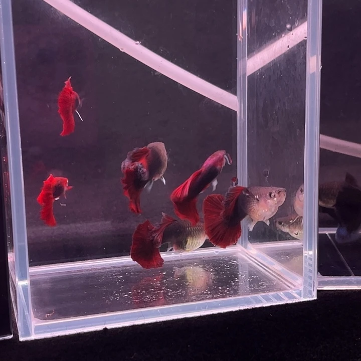 孔雀鱼精品折扇2对
