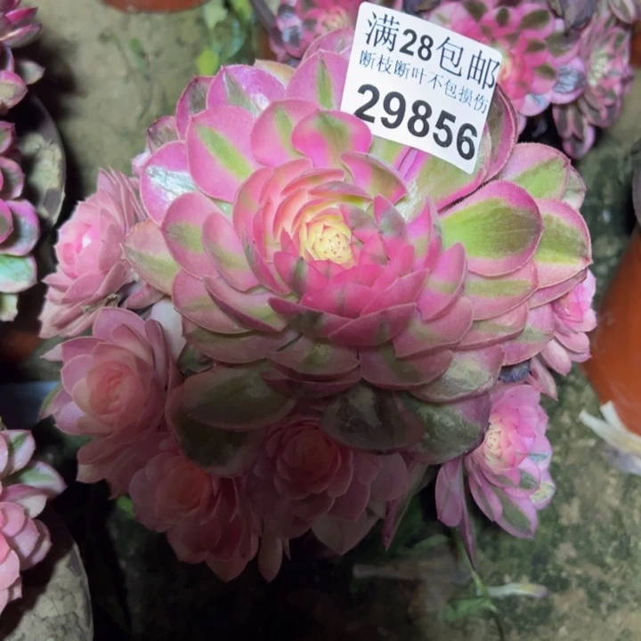 29856倾城多肉植物