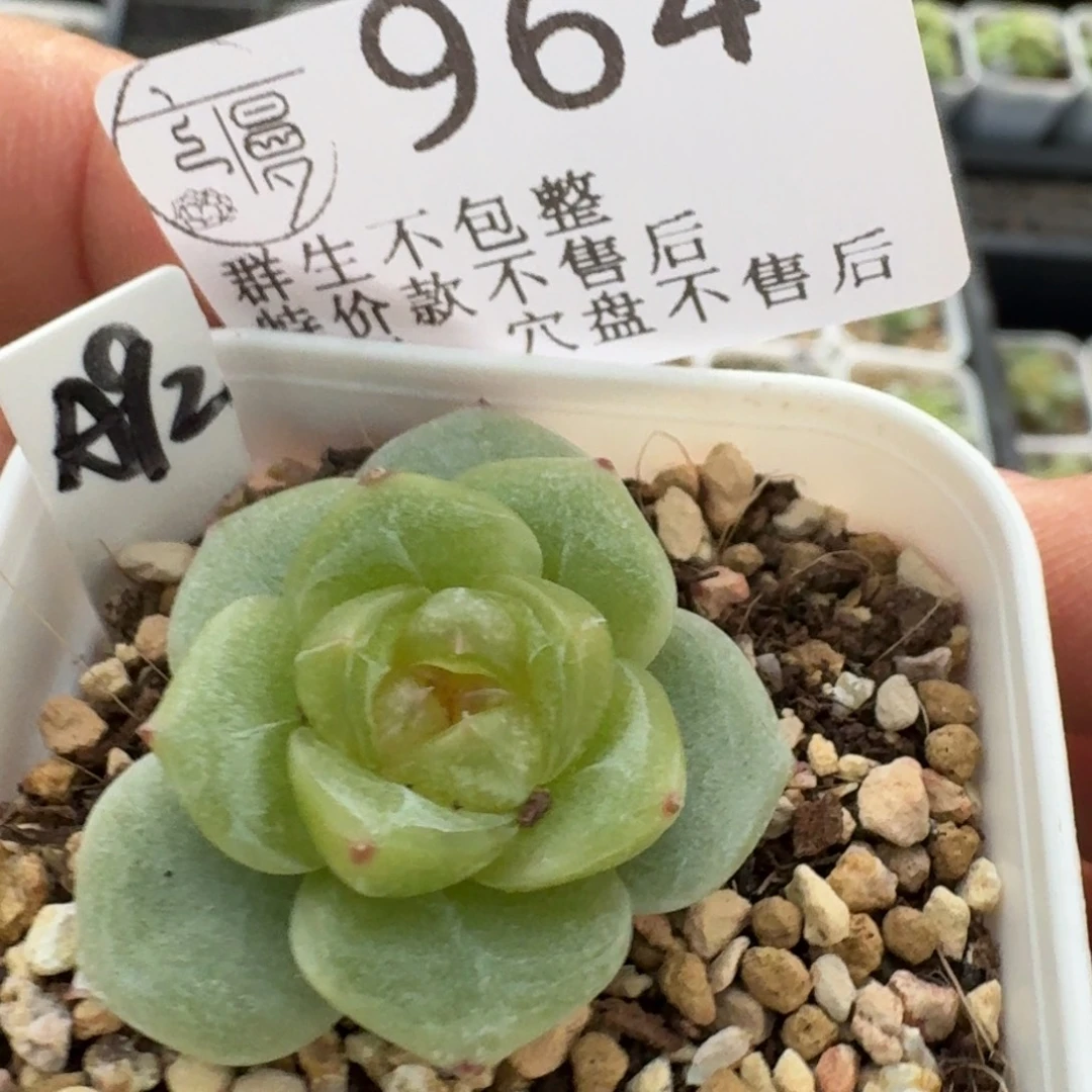 如图964云慢麦芽编号92一颗