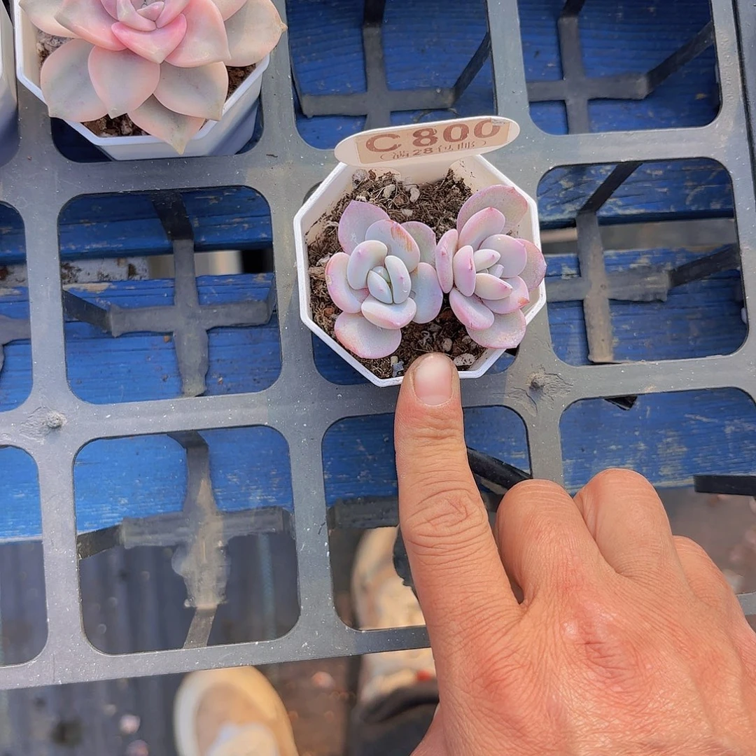 C800奶茶一物一拍