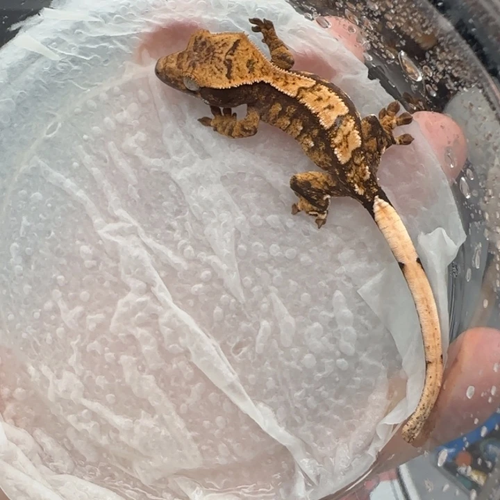 睫角守宫奶油崽福利