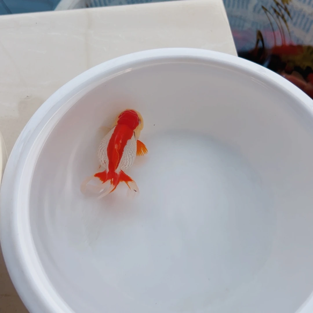 隐***阁海水鱼111111111111