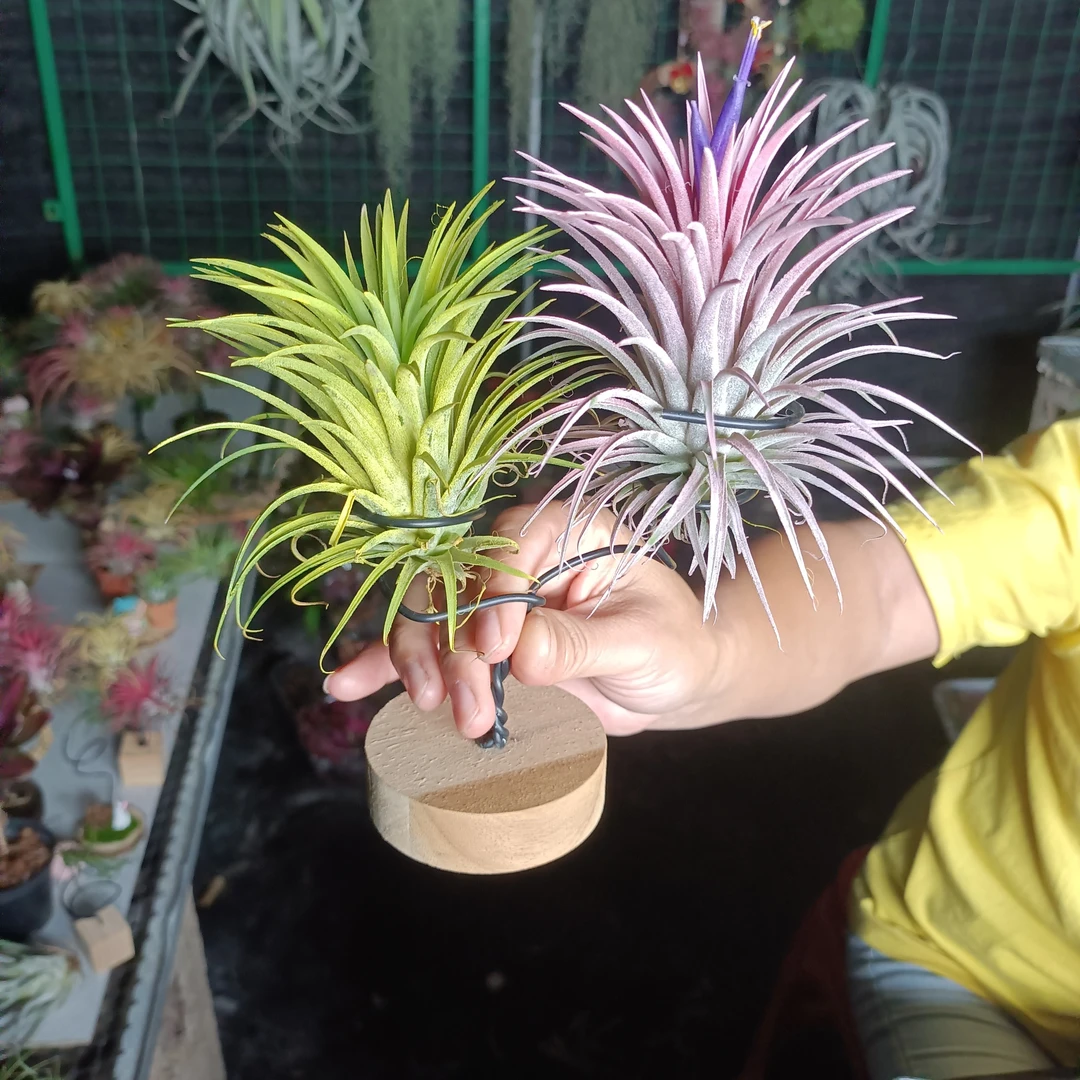 空气风梨染色系带底座