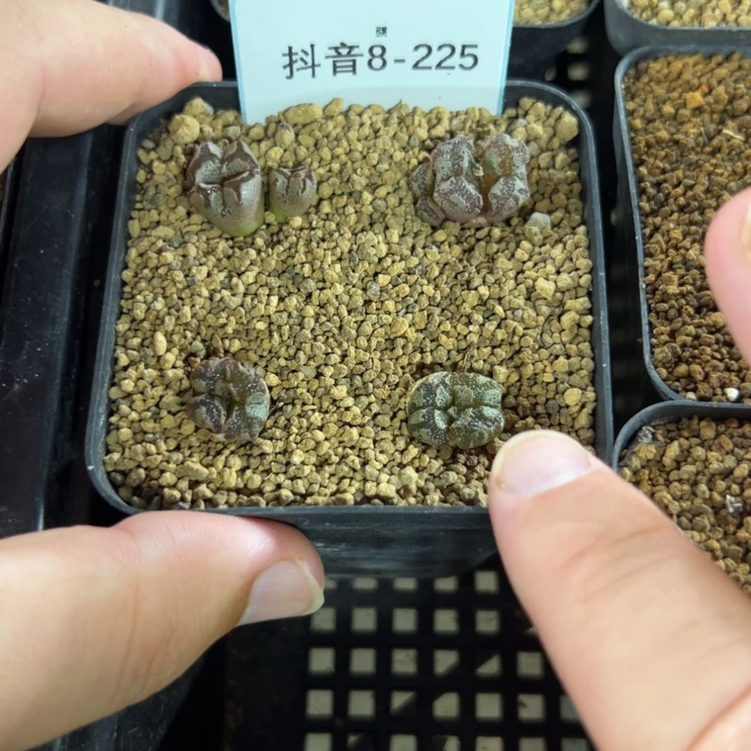 8-225量拍超蝶4颗。多肉
